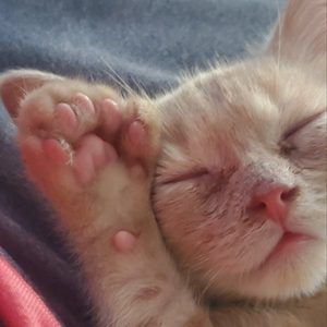 Meet your Posher, Angela